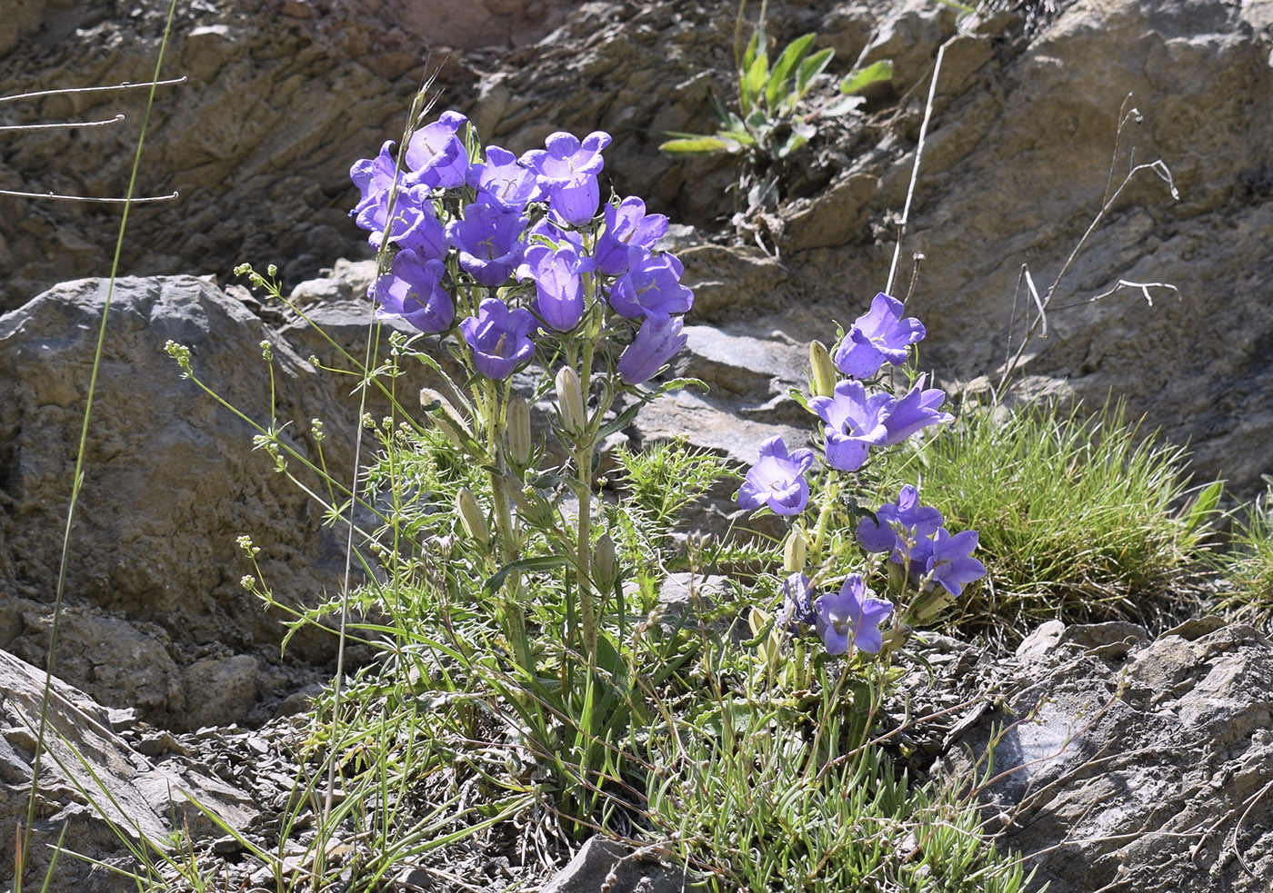 Изображение особи Campanula speciosa.