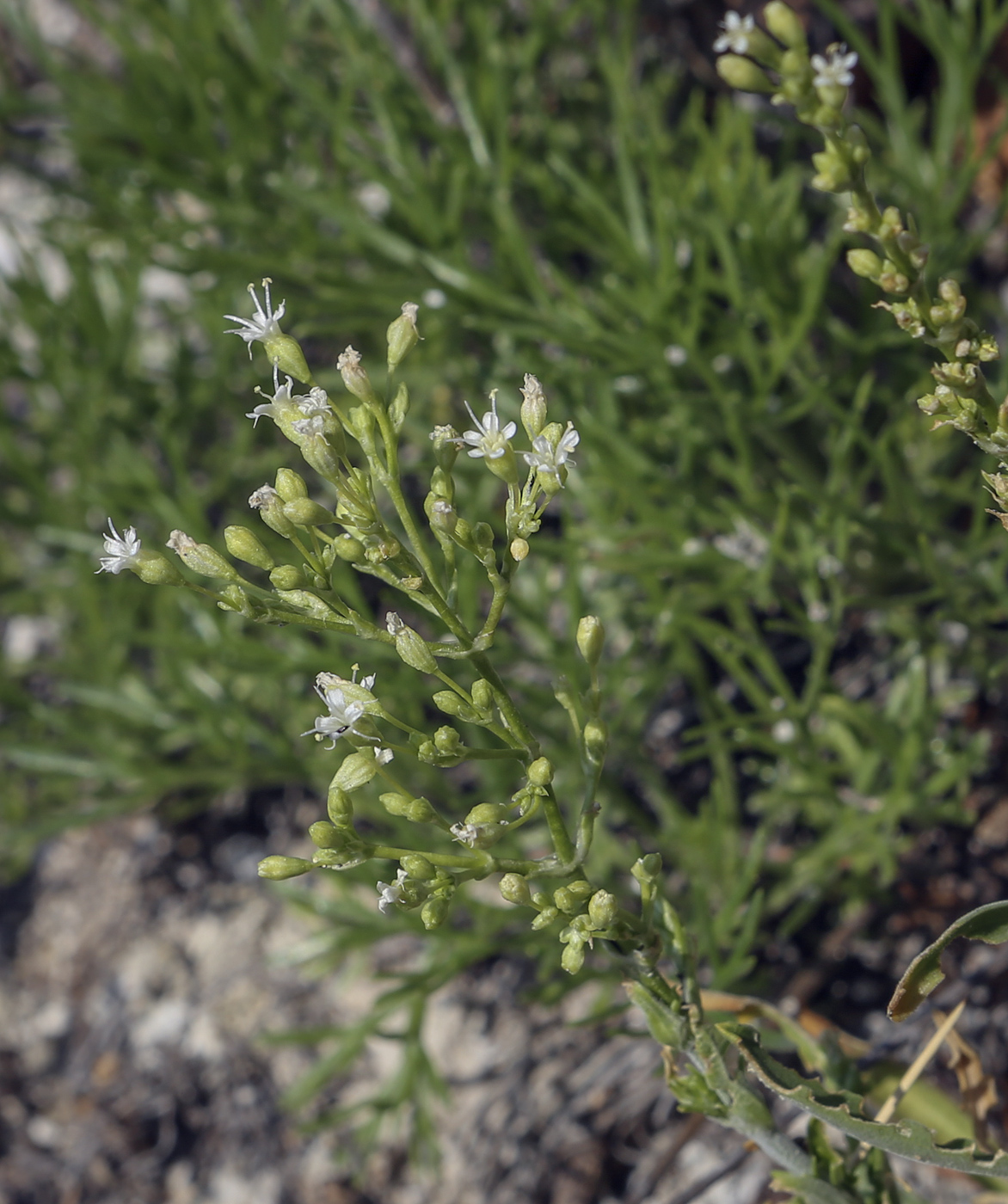 Image of Silene klokovii specimen.