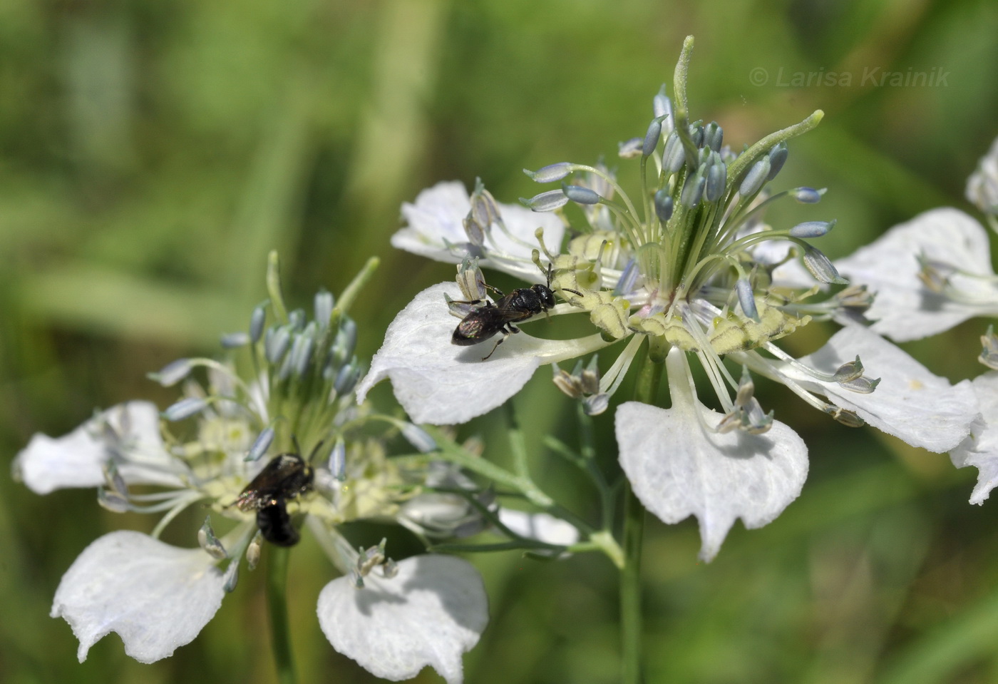 Изображение особи Nigella arvensis.