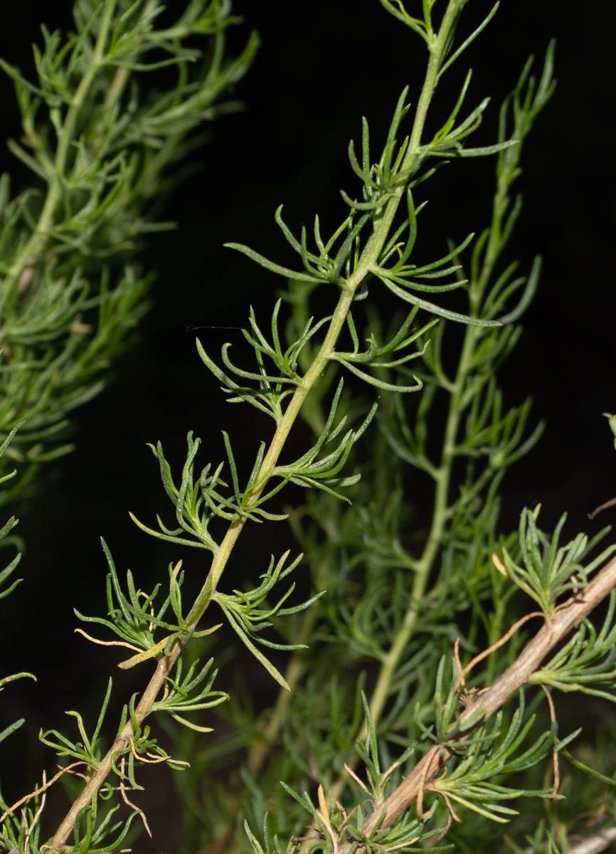 Image of Felicia filifolia specimen.