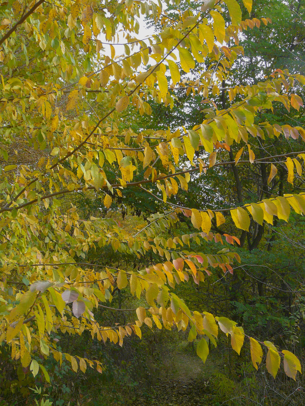 Изображение особи Ulmus pumila.