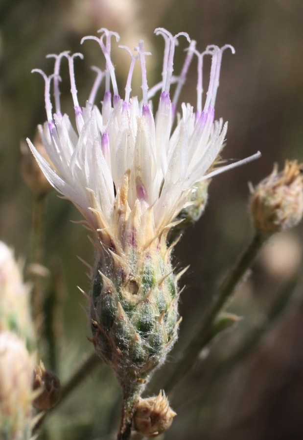 Image of Klasea erucifolia specimen.