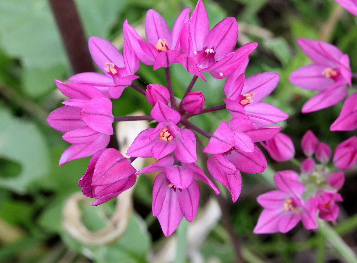 Image of Allium oreophilum specimen.