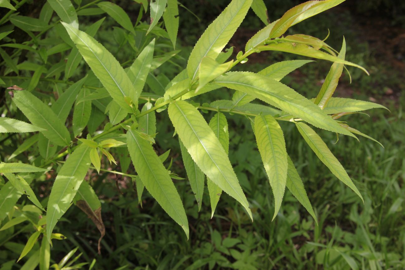 Image of Salix euxina specimen.