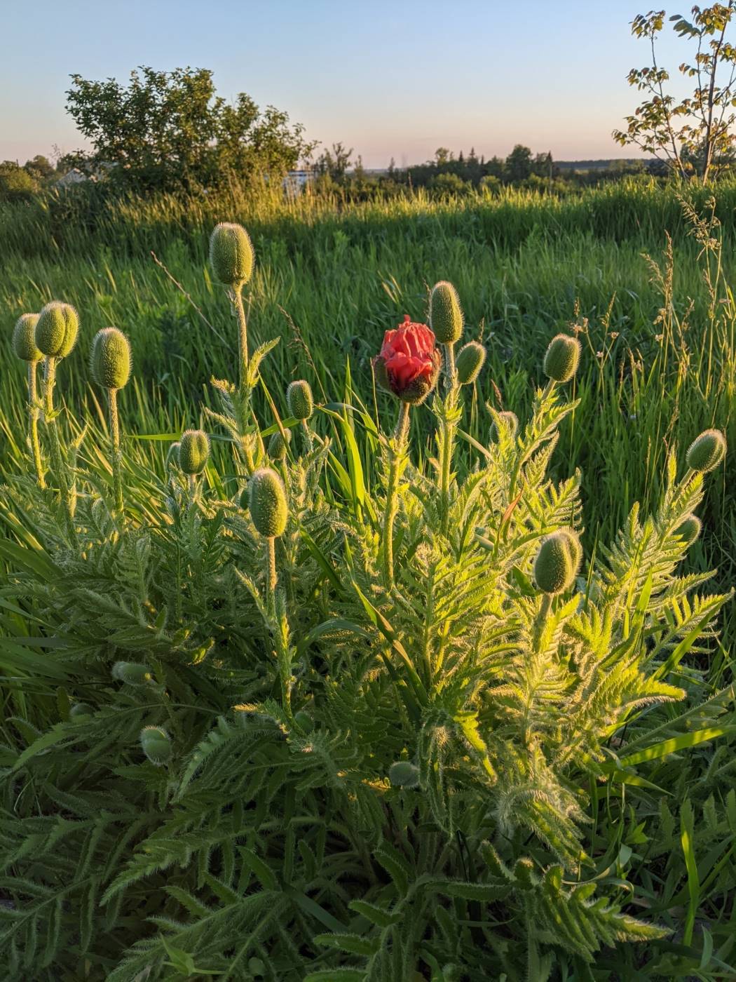 Image of Papaver orientale specimen.