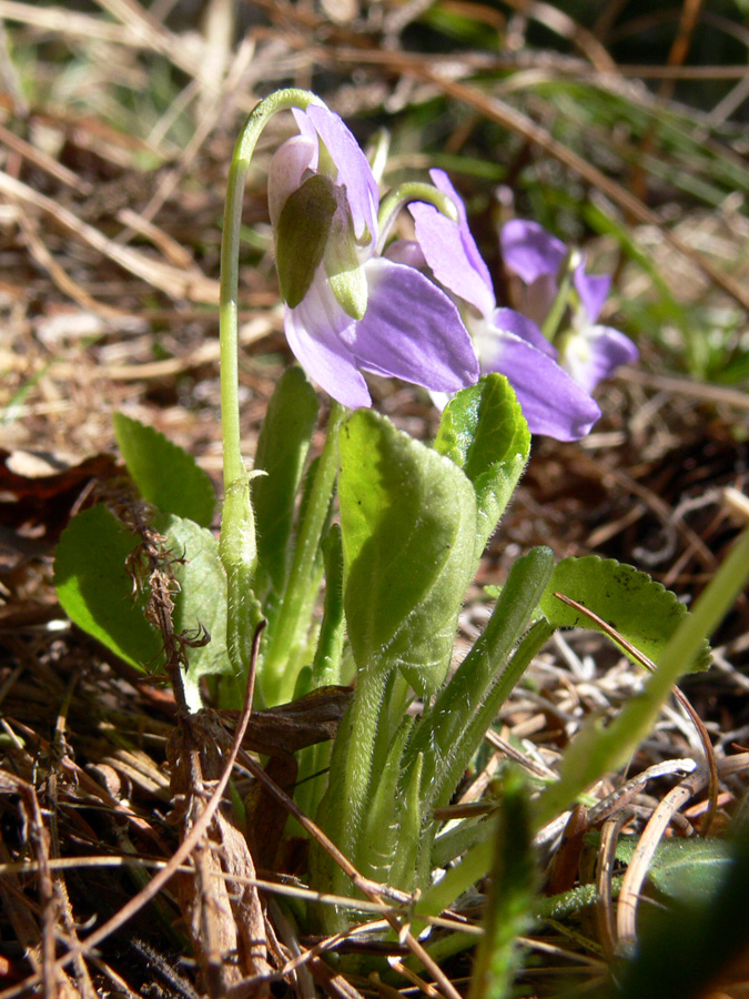 Image of Viola collina specimen.