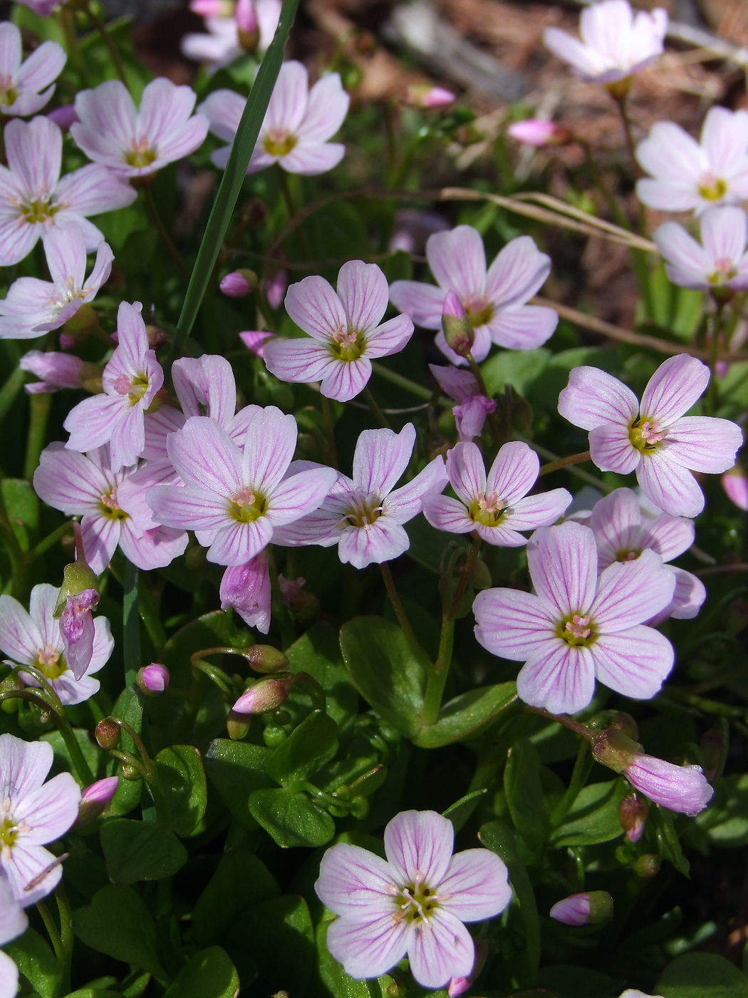 Изображение особи Claytonia sarmentosa.