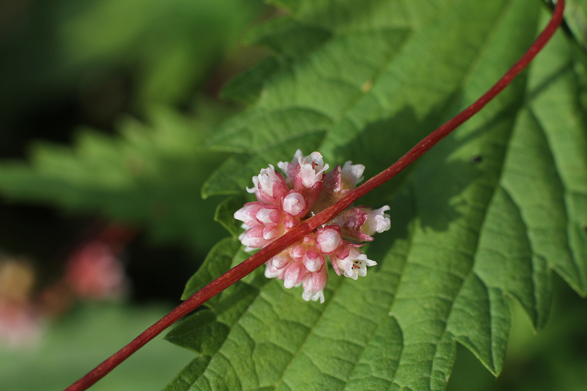 Изображение особи Cuscuta europaea.