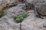 genus Sedum. Молодое растение в трещине скалы. Крым, окр. г. Судак, гора Сокол. 25.09.2021.