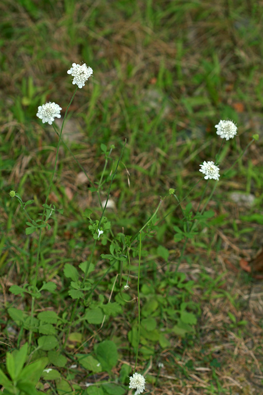 Изображение особи Scabiosa sosnowskyi.