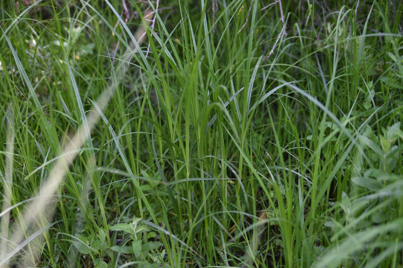 Image of genus Carex specimen.