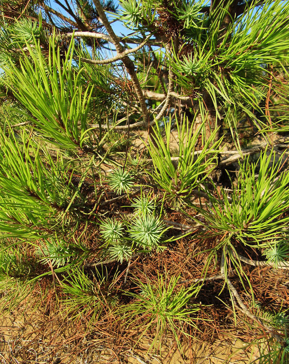 Изображение особи Pinus brutia.