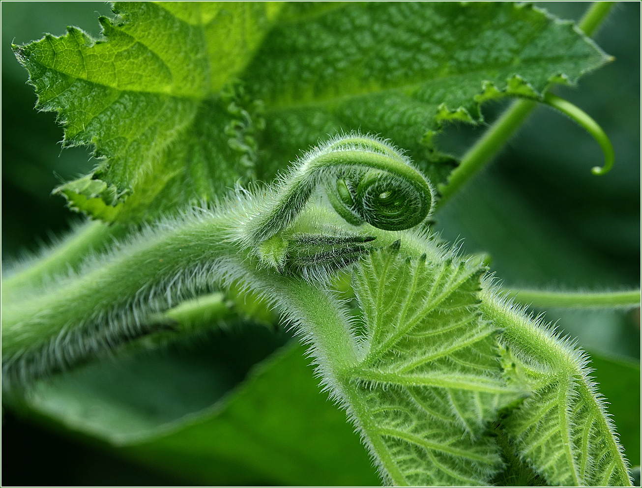 Image of Cucurbita pepo specimen.