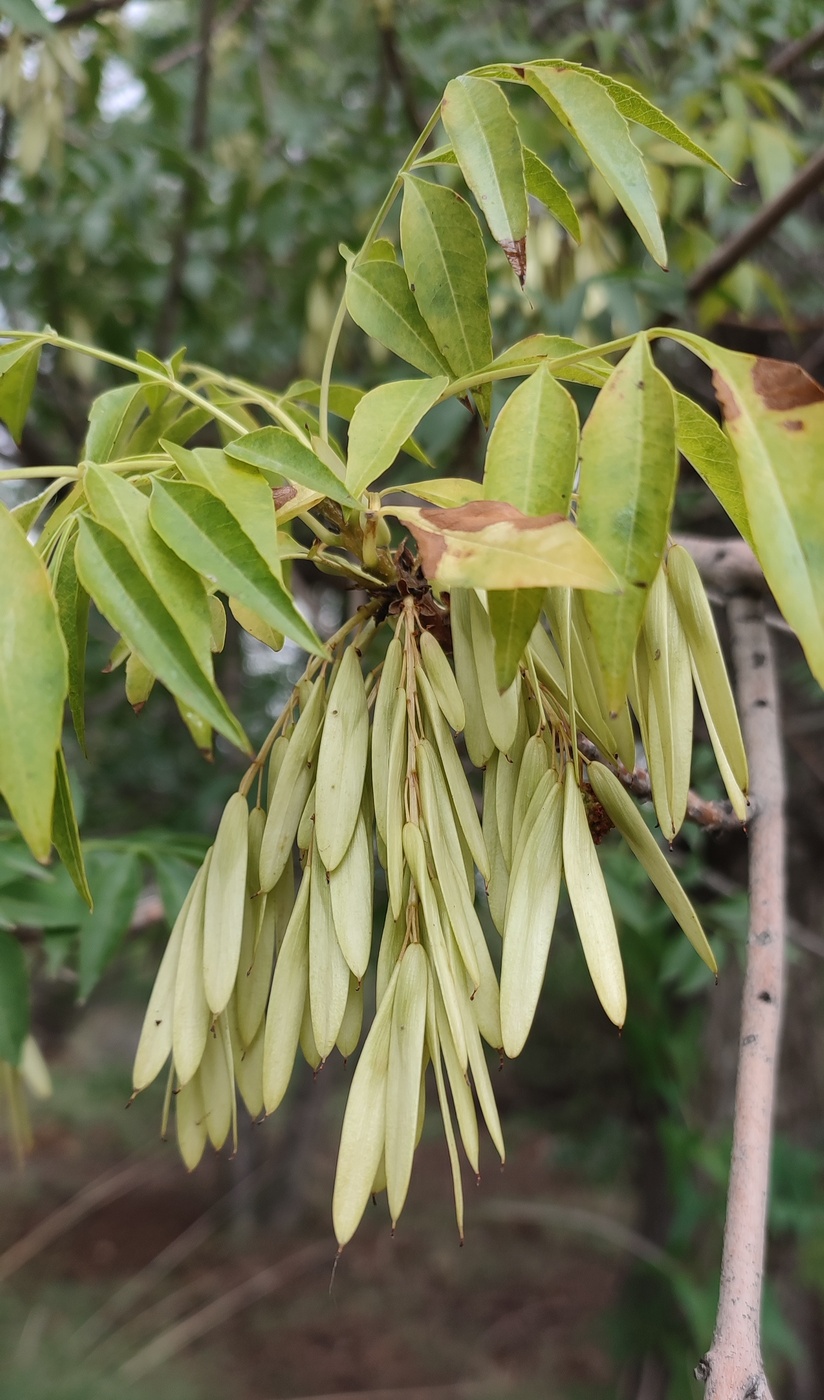 Image of Fraxinus sogdiana specimen.