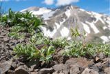 Vicia alpestris. Вегетирующее растение. Адыгея, Кавказский биосферный заповедник, гора Гузерипль, ≈ 2150 м н.у.м., осыпной склон из ожелезнённого слабокарбонатного песчаника с обломками сидерита. 12.06.2016.