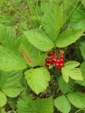 Rubus saxatilis