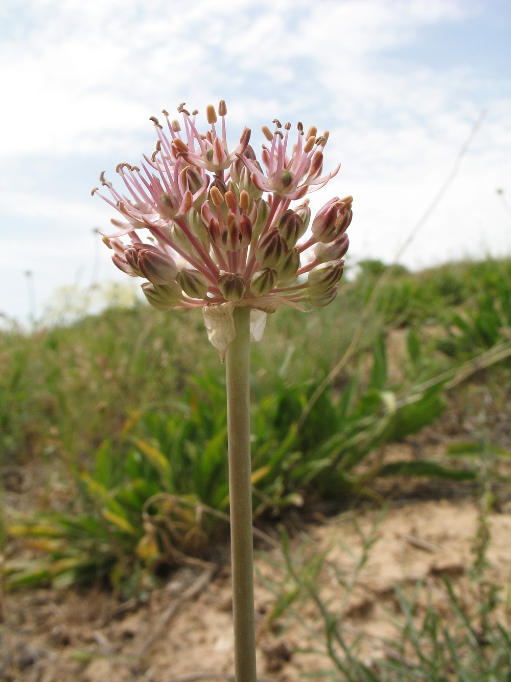 Image of Allium taschkenticum specimen.