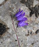 Campanula collina. Верхушка цветущего растения. Республика Ингушетия, Джейрахский р-н, 300 м к северо-западу от альплагеря \"Кязи\", выс. 2050 м н.у.м, на большом камне. 22 июля 2022 г.