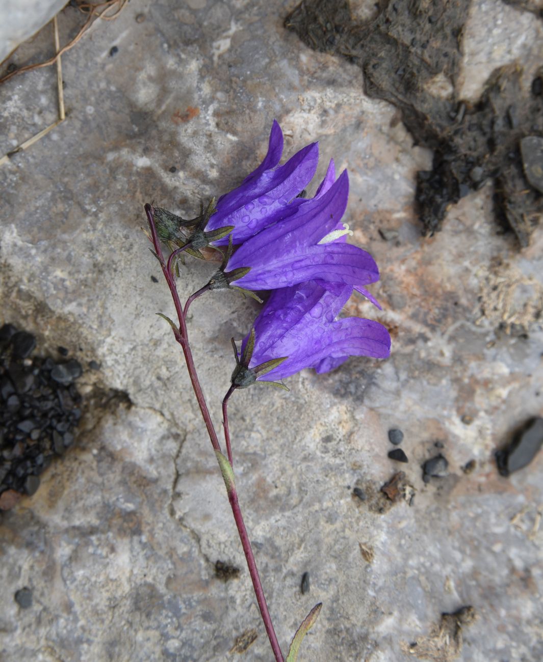 Изображение особи Campanula collina.