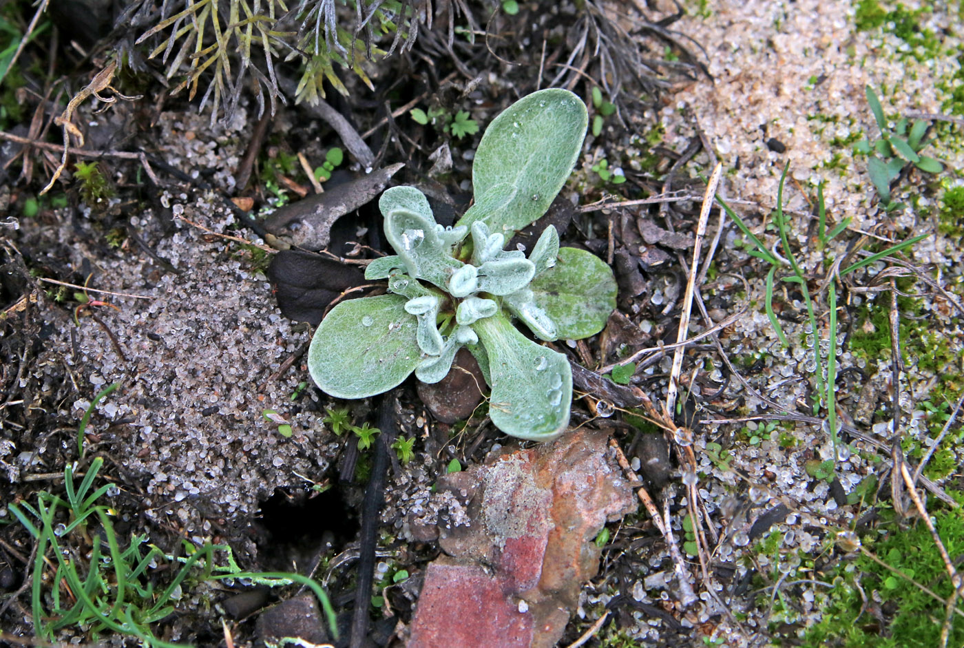 Image of Helichrysum arenarium specimen.