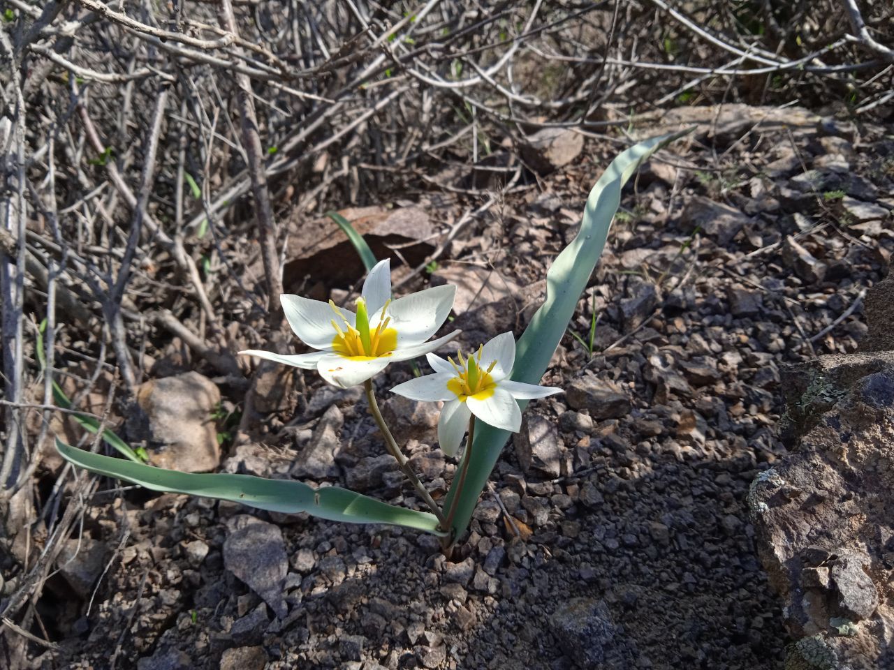 Изображение особи Tulipa bifloriformis.