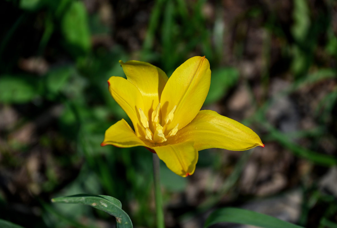 Изображение особи Tulipa anadroma.