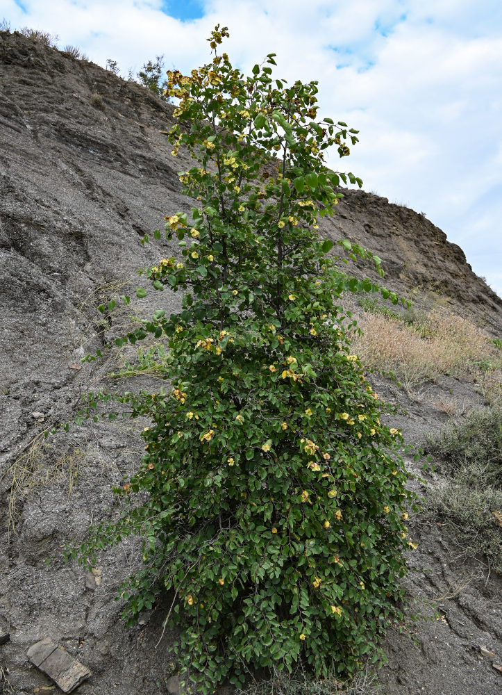 Image of Paliurus spina-christi specimen.