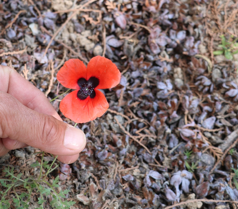 Изображение особи род Papaver.