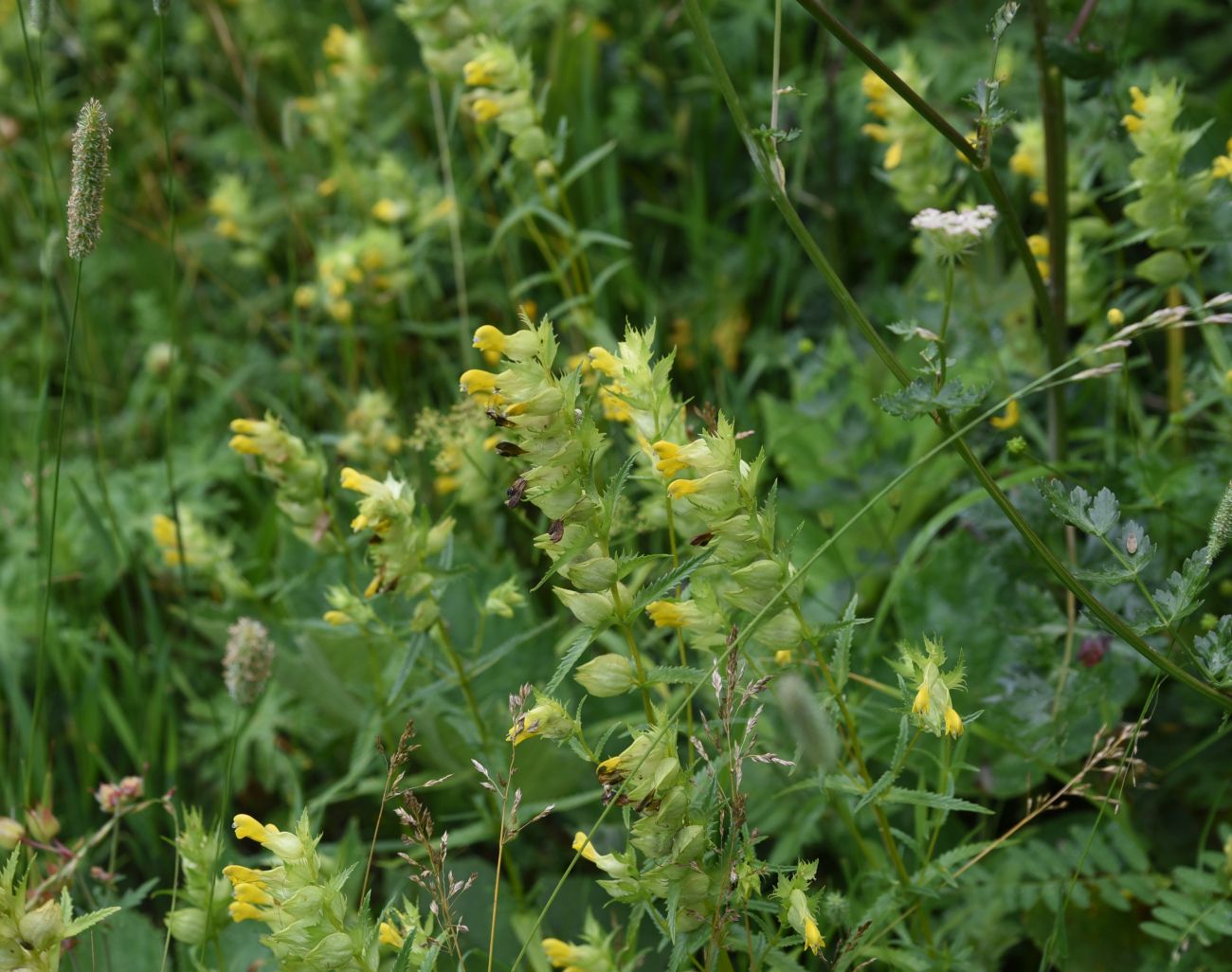 Изображение особи Rhinanthus subulatus.