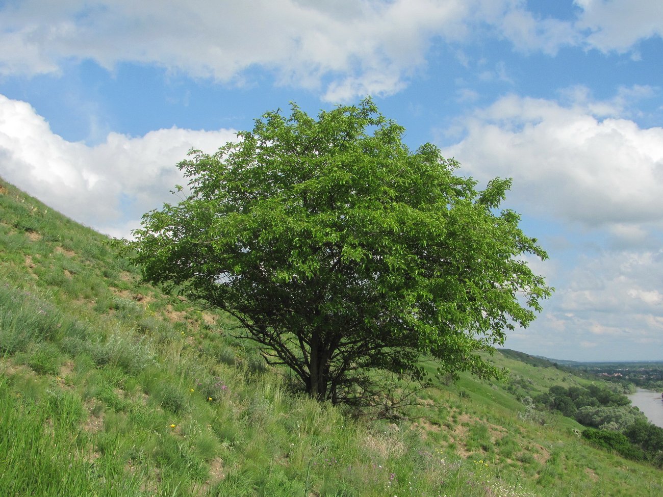 Image of Morus alba specimen.