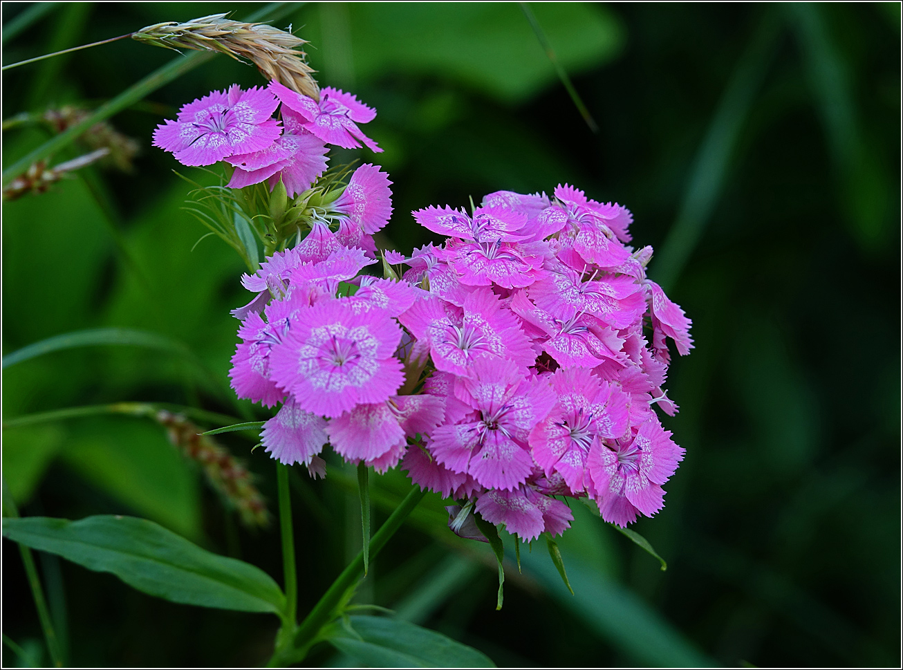 Изображение особи Dianthus barbatus.