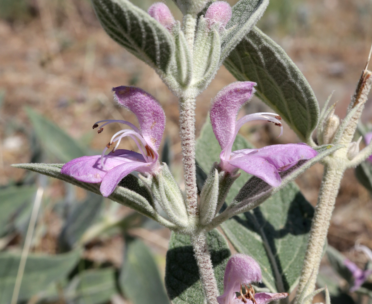 Изображение особи Phlomis thapsoides.