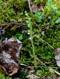 Goodyera repens