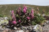 Castilleja arctica. Цветущее растение. Тюменская обл., Ханты-Мансийский автономный округ, Берёзовский р-н; Приполярный Урал, вост. макросклон, плоскогорье хребта между р. Пуйва (на севере) и руч. Жильный (первый правый приток реки Пуйва), каменистая горная тундра. 23.07.2021.