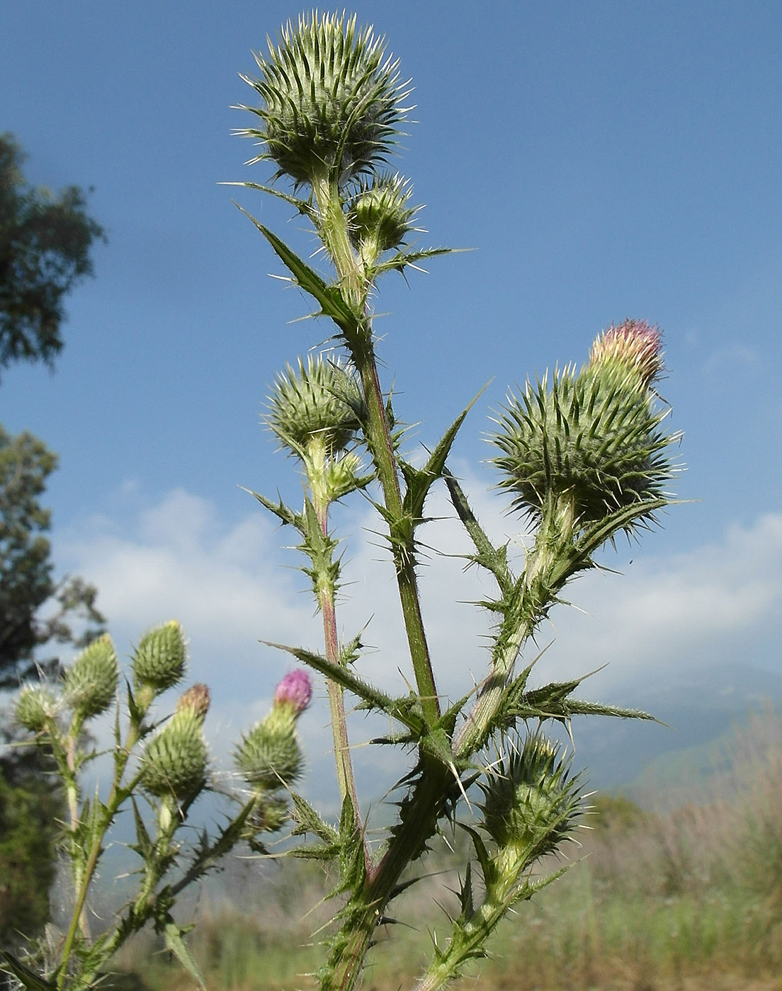 Изображение особи род Cirsium.