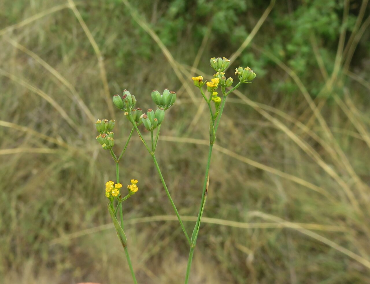 Image of Bupleurum praealtum specimen.