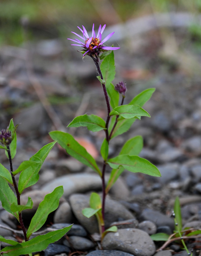 Изображение особи Aster sibiricus.