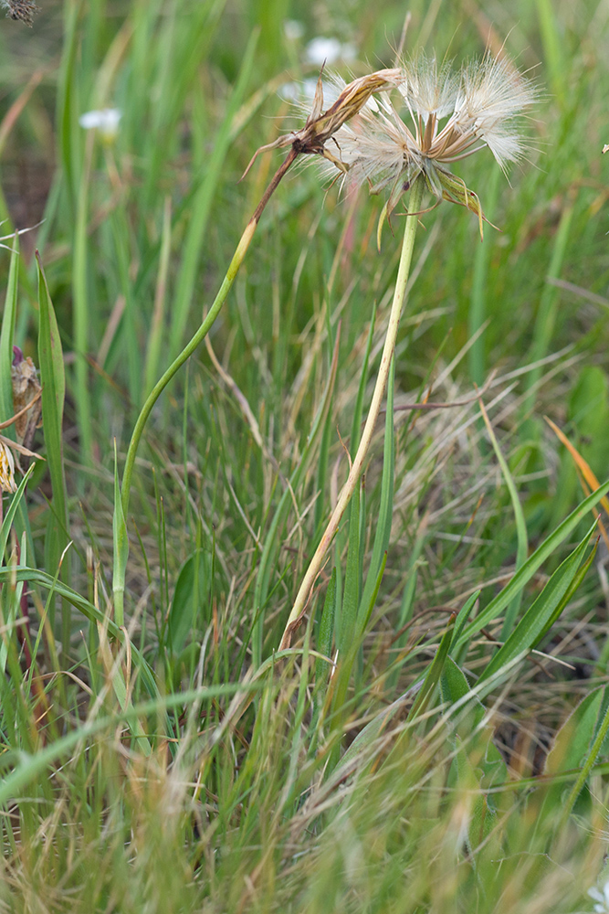 Image of genus Scorzonera specimen.