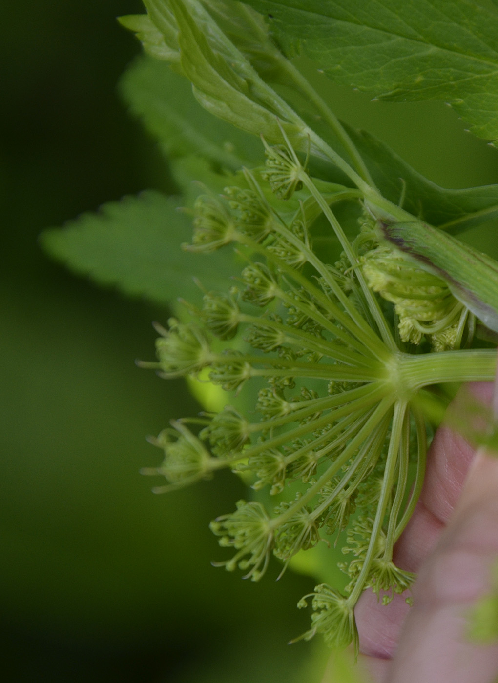 Изображение особи Macrosciadium physospermifolium.