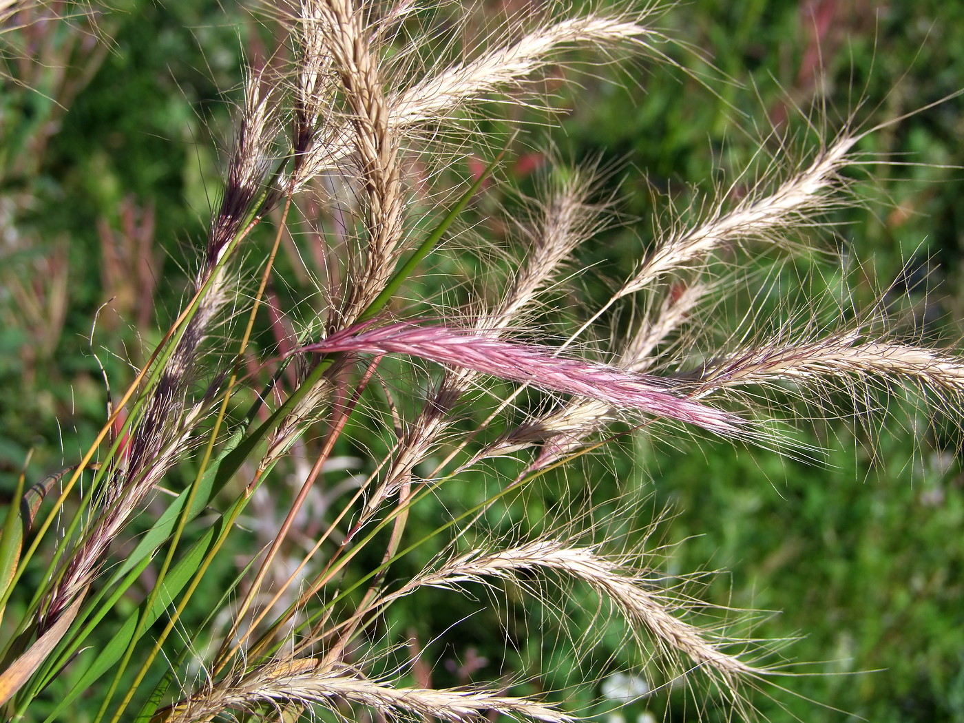 Изображение особи &times; Elyhordeum arcuatum.