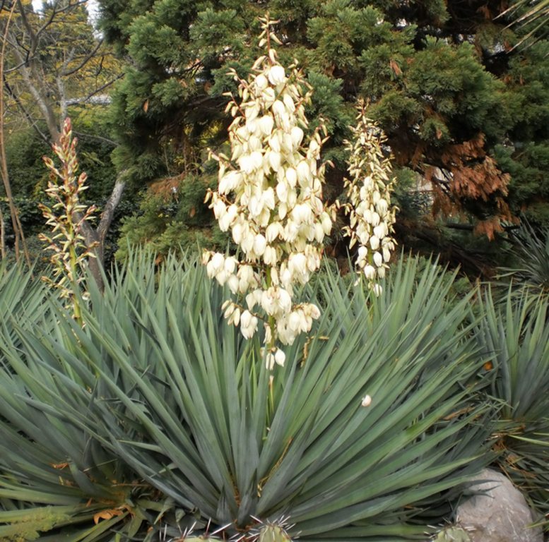 Изображение особи Yucca gloriosa.