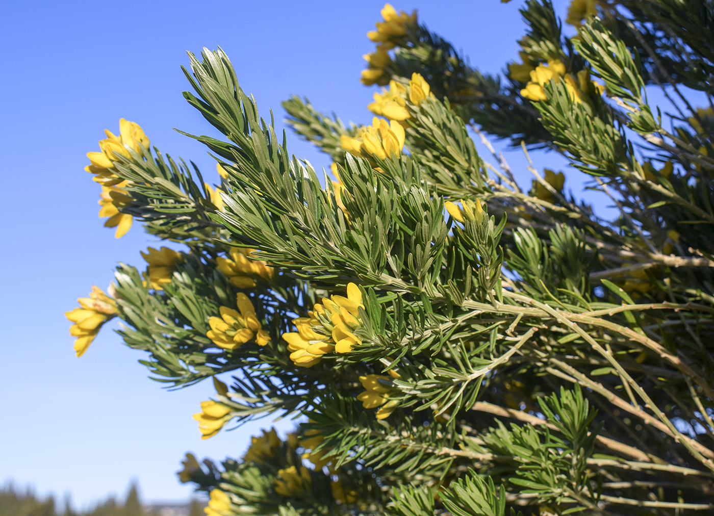 Изображение особи Genista linifolia.