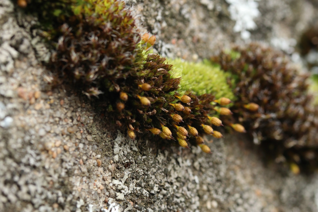 Image of Lewinskya speciosa specimen.