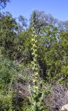 Verbascum boerhavii. Верхушка цветущего растения. Испания, автономное сообщество Каталония, провинция Жирона, комарка Баш Эмпорда, муниципалитет Санта-Кристина-де-Аро, окр. памятника Долмен ла-Кова-ден-Диана, дубовый (Quercus suber) лес, кучи растительного мусора от расчистки просеки. 21.04.2024.