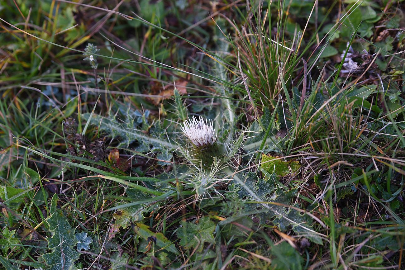 Изображение особи Cirsium rhizocephalum.