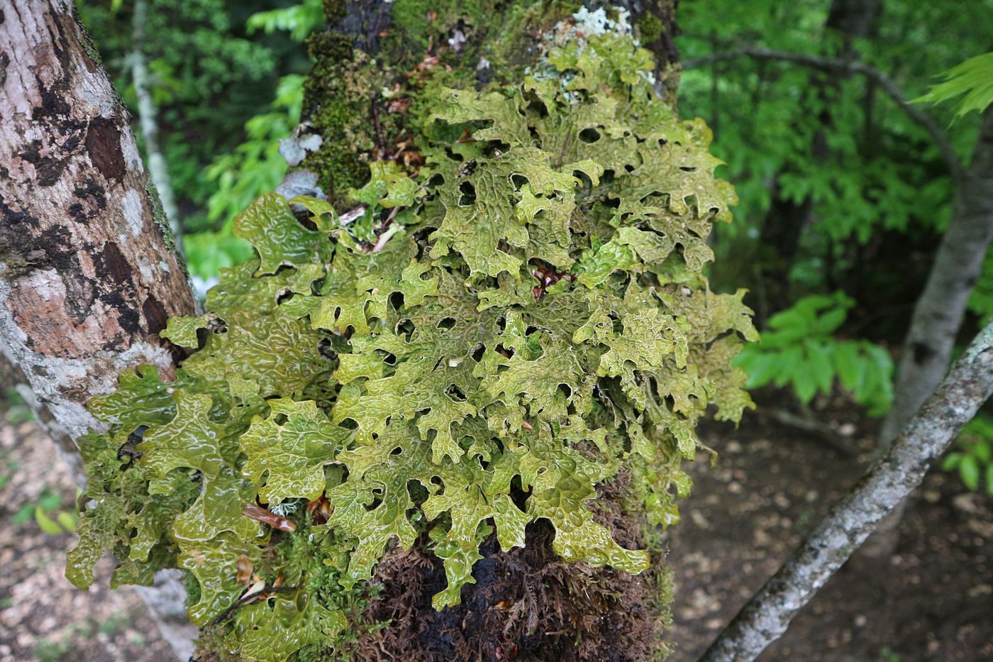 Image of Lobaria pulmonaria specimen.