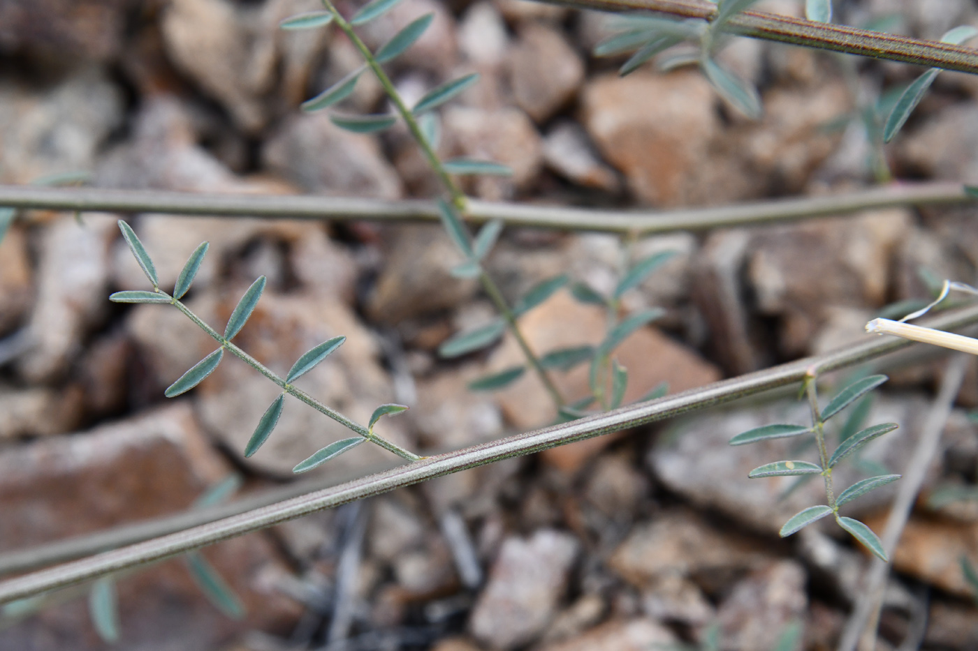 Image of Astragalus pseudomacropterus specimen.