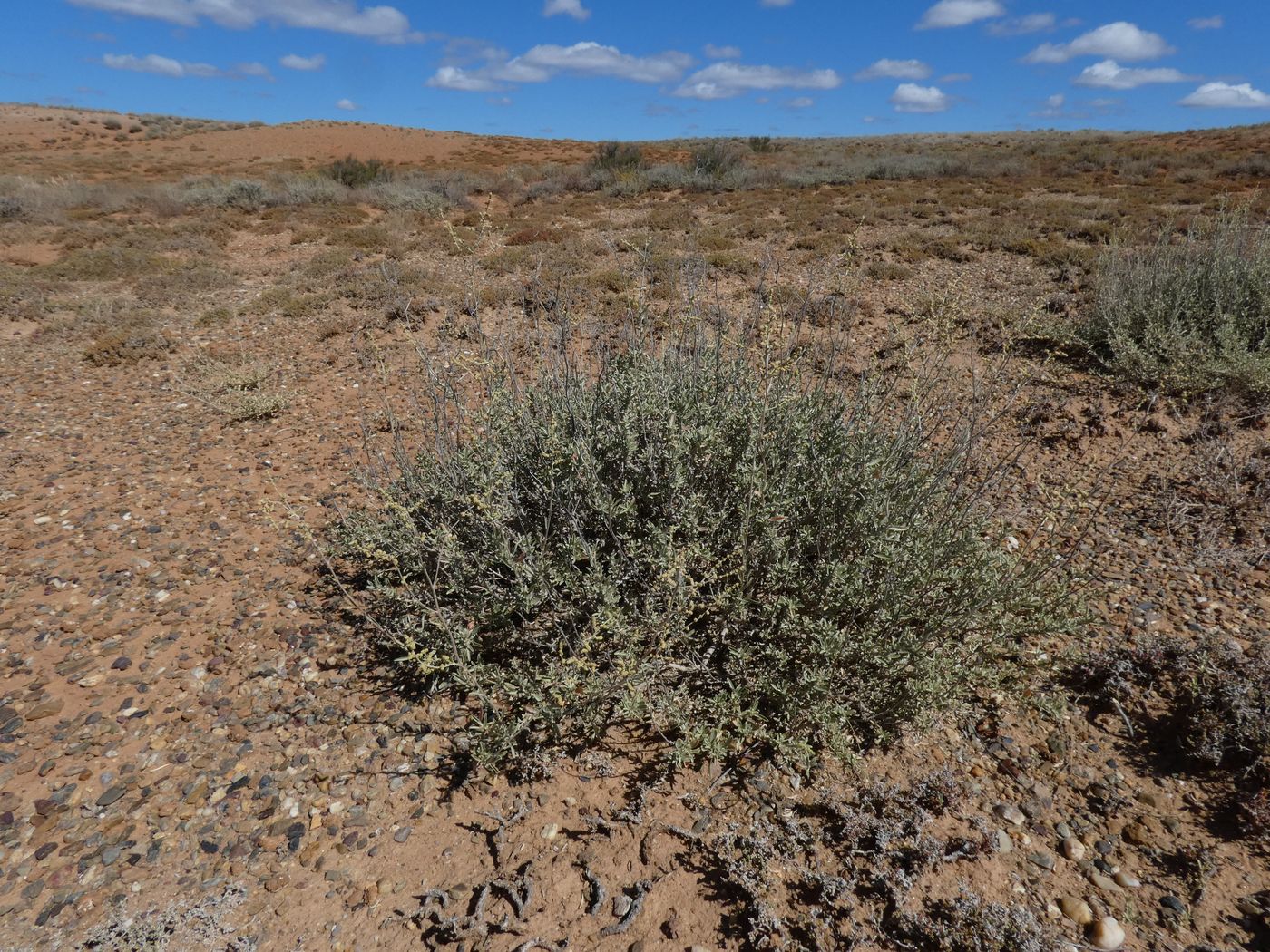 Image of Atriplex cana specimen.