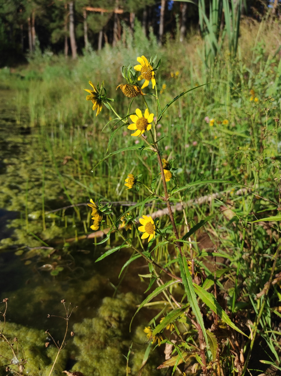 Image of Bidens cernua var. radiata specimen.