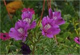 род Alstroemeria